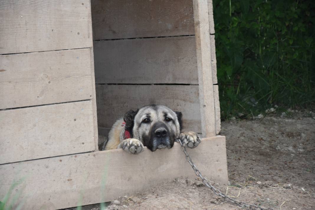 İklim krizi Kangal köpeklerini de etkiledi: Doğum oranı yüzde 50 düştü 6